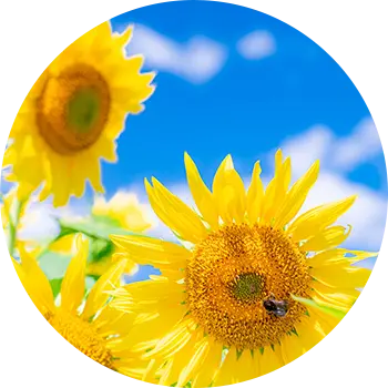 夏